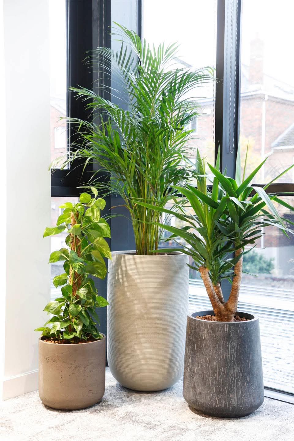 Resilient Living Houseplants