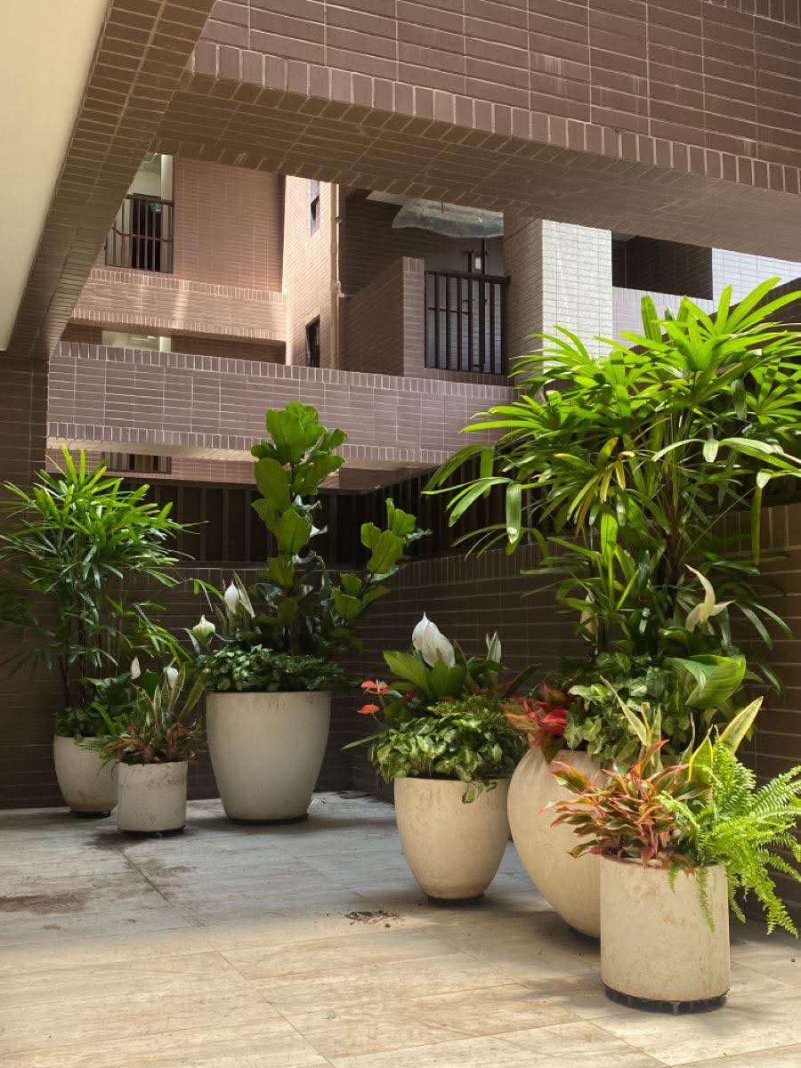 Premium Nursery Plants